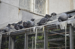 Columba livia domestica