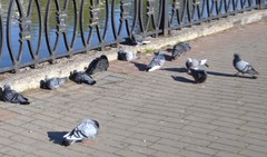 Columba livia domestica