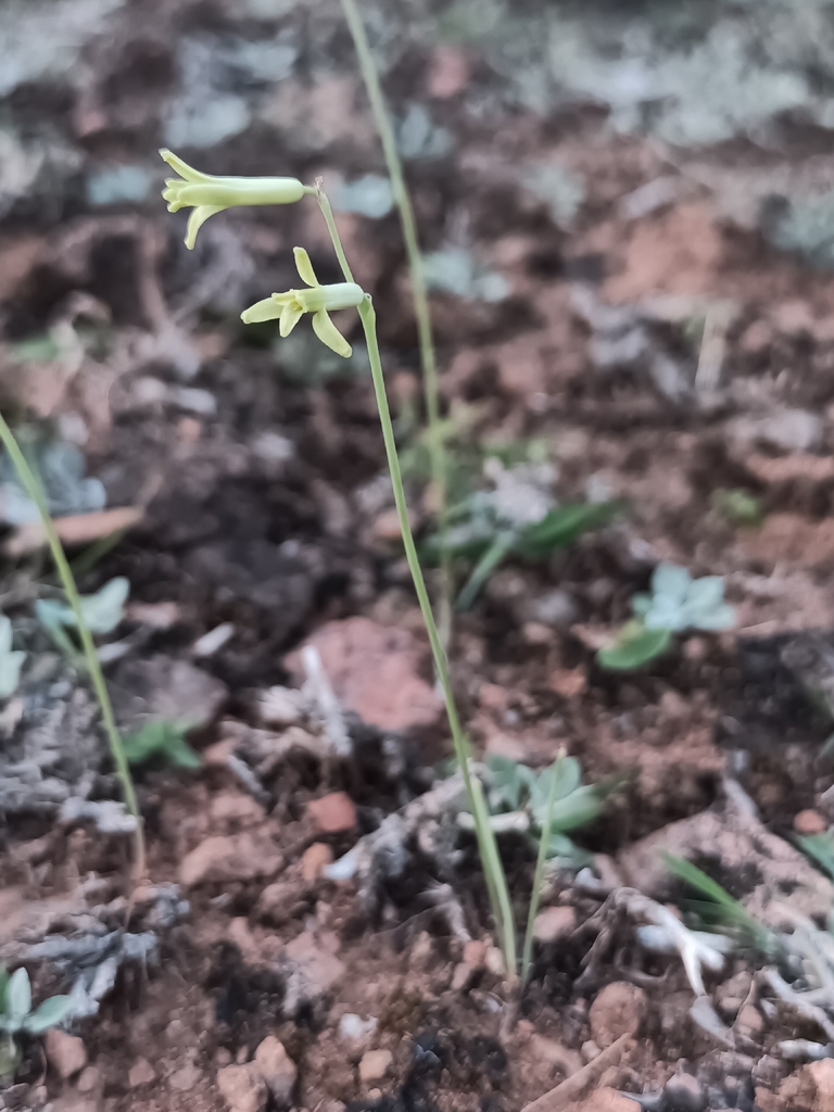 Dipcadi guichardii