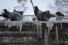Columba livia domestica