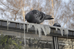 Columba livia domestica
