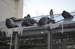 Columba livia domestica