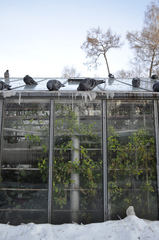 Columba livia domestica