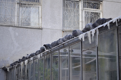 Columba livia domestica