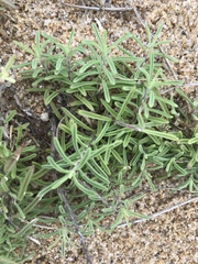 Stevia satureiifolia