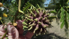 Cephalotelium macowanianum