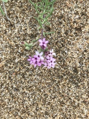 Stevia satureiifolia