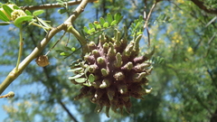 Cephalotelium macowanianum