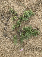 Stevia satureiifolia