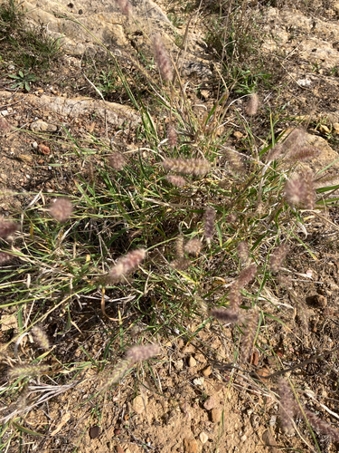 buffelgrass