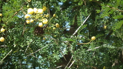 Cephalotelium macowanianum