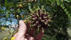 Cephalotelium macowanianum