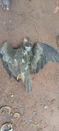 Yellow-billed Kite