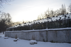 Columba livia domestica