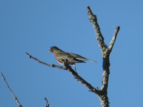 American Robin photographed in Arkansas