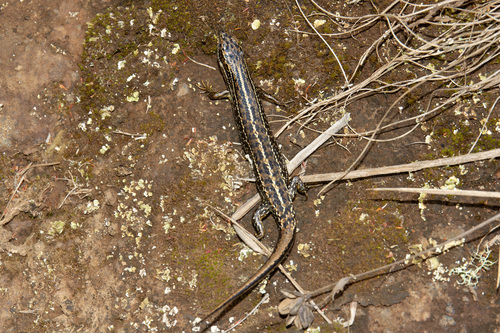 Alpine Meadow Mabuya, Trachylepis irregularis