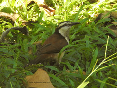 Campylorhynchus chiapensis