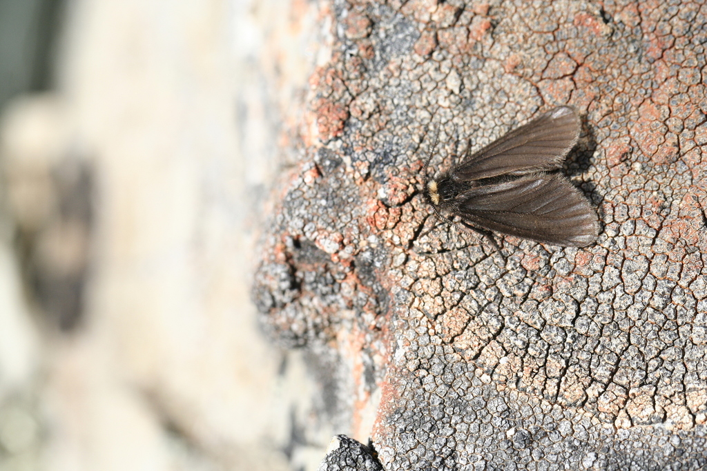Rockslide Lichen Moth