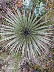 Puya clava-herculis