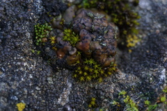 Placidium squamulosum