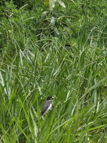 Double-collared Seedeater