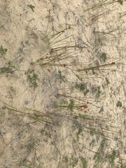 Androtrichum trigynum