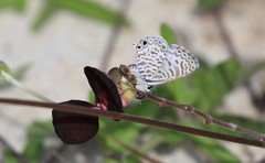 Leptotes cassius cassidula