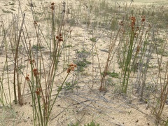 Androtrichum trigynum