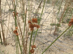 Androtrichum trigynum