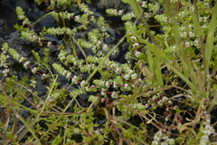 Illecebrum verticillatum