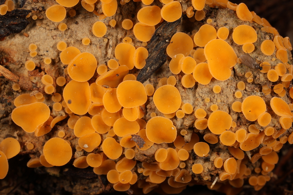 Aleuria sp. 'NC01'