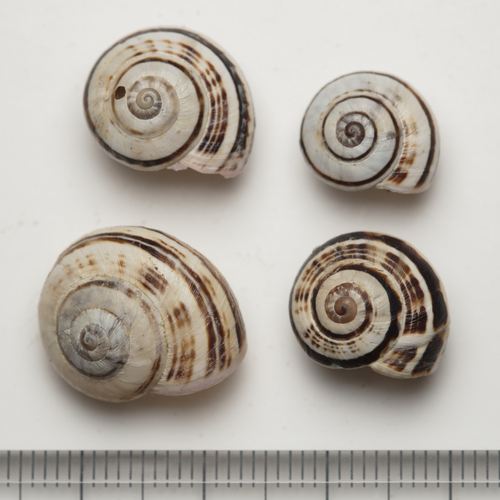 Theba pisana pisana