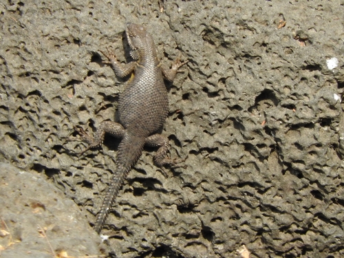 Duges' Spiny Lizard, Sceloporus dugesii