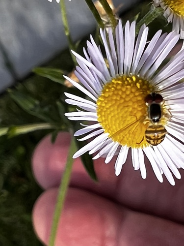 Unknown species found near Cuzco Ct, Herndon, VA, US