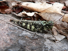 Spharagemon marmorata marmorata