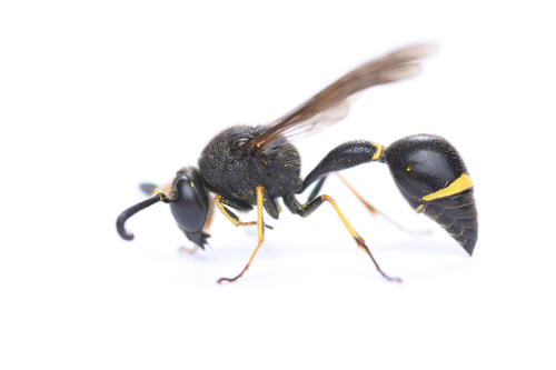 Eumenes coronatus nuotrauka