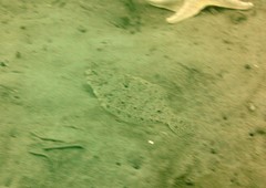 Citharichthys stigmaeus