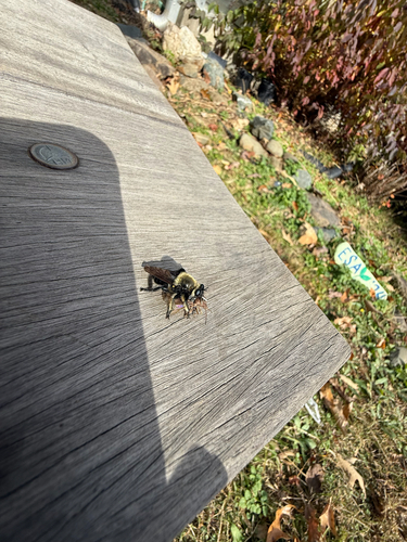 Unknown species found near Crozet, VA, US