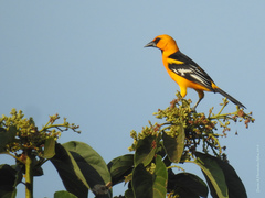 Icterus gularis