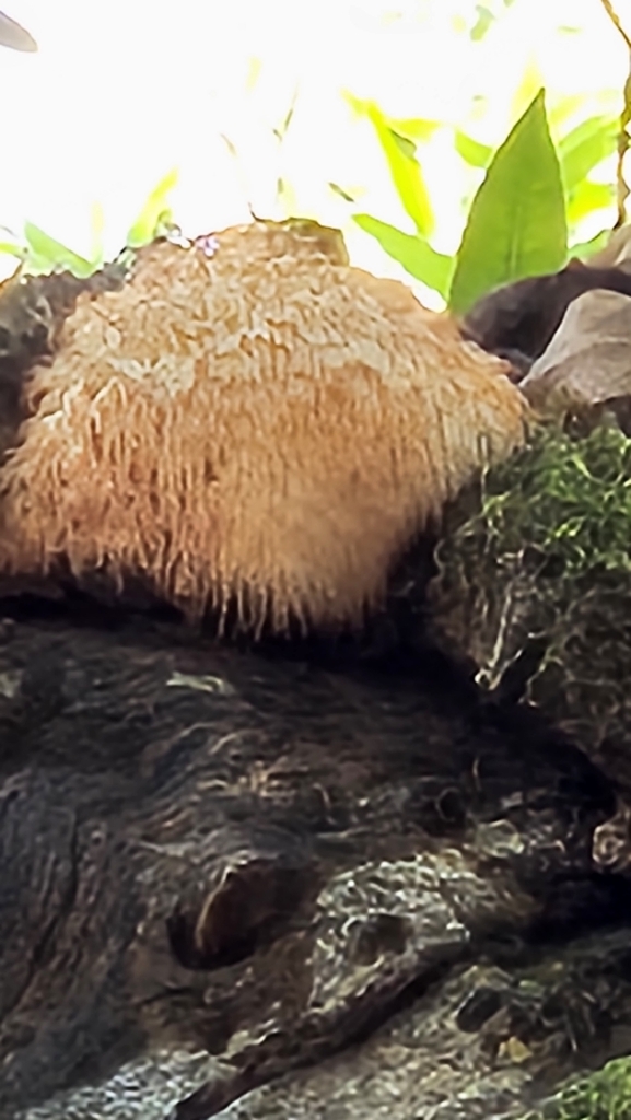 Hericium erinaceus · October 2025 · photo: © paul2168 (iNaturalist, cc0)