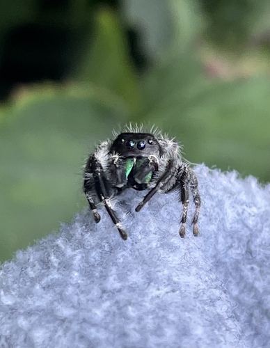 Bold Jumping Spider photographed in Tennessee