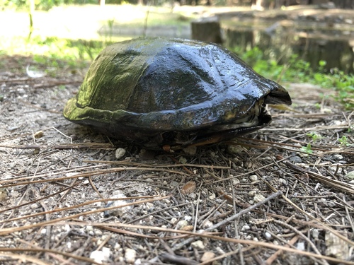 Mexican Mud Turtle, Bosque los Colomos, Guadalajara, JAL, MX, photo 9 of 10