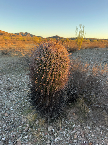 Ferocactus wislizeni