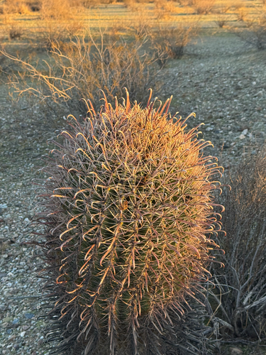Ferocactus wislizeni