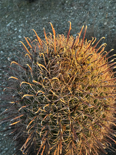 Ferocactus wislizeni