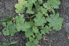 Solanum campechiense