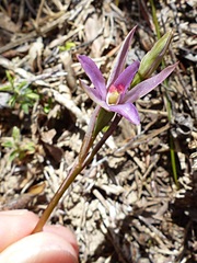 Thelymitra formosa