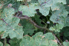 Solanum campechiense