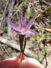 Thelymitra formosa
