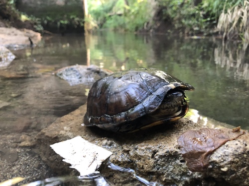 Mexican Mud Turtle, Bosque los Colomos, Guadalajara, JAL, MX, photo 6 of 10